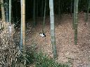 Cat in the bamboo